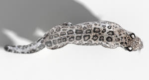Animated Big Cats 3D Model Fur Thumbnail