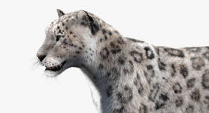 Animated Big Cats 3D Model Fur Thumbnail