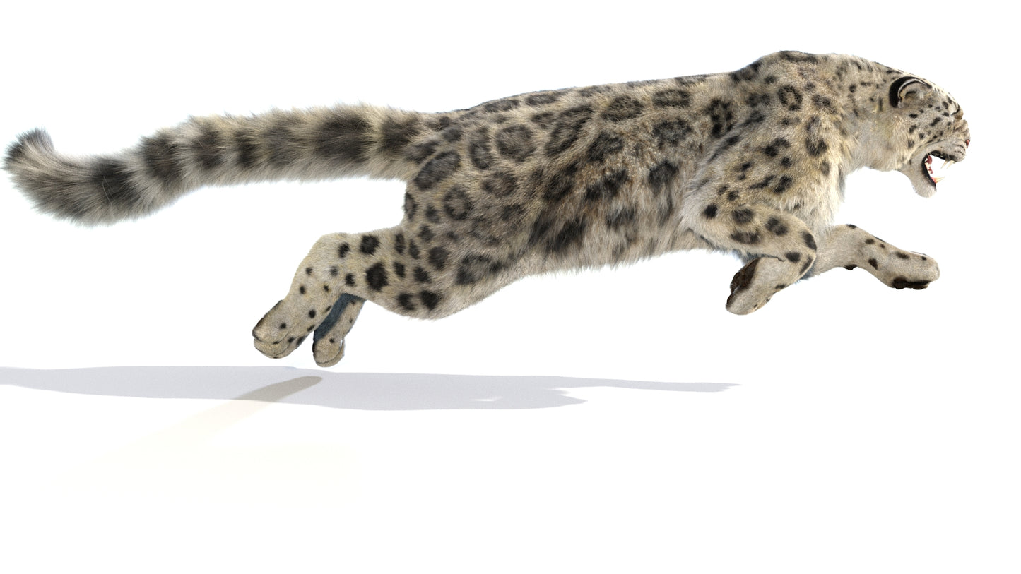 Animated Snow Leopard 3D Model Fur