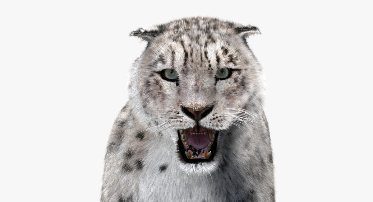 Animated Big Cats 3D Model Fur