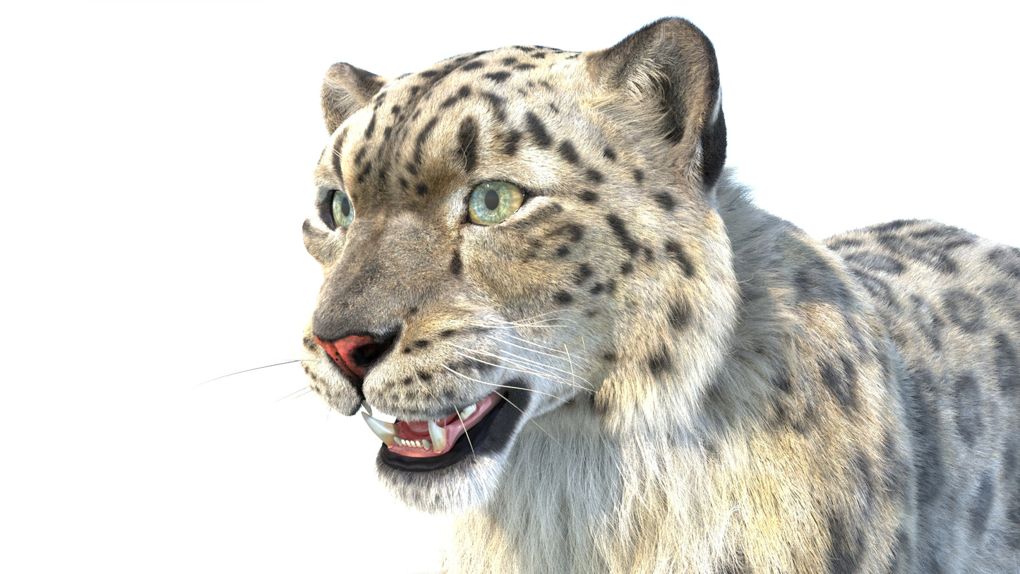 Animated Snow Leopard 3D Model Fur