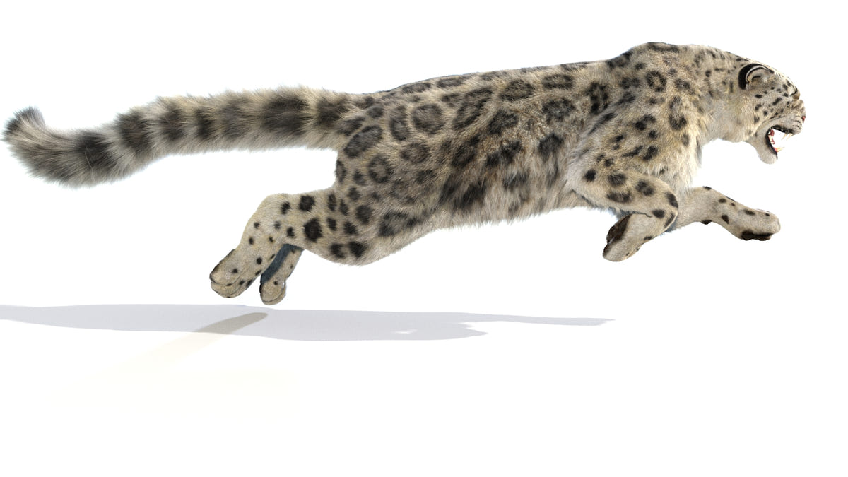 Animated Snow Leopard 3D Model with Hair and Fur Running full speed