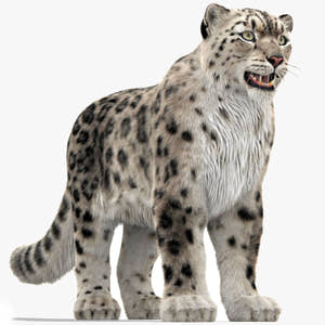 Snow Leopard 3D Model with Ornatrix Fur Thumbnail