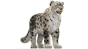 Snow Leopard 3D Model with Ornatrix Fur Thumbnail