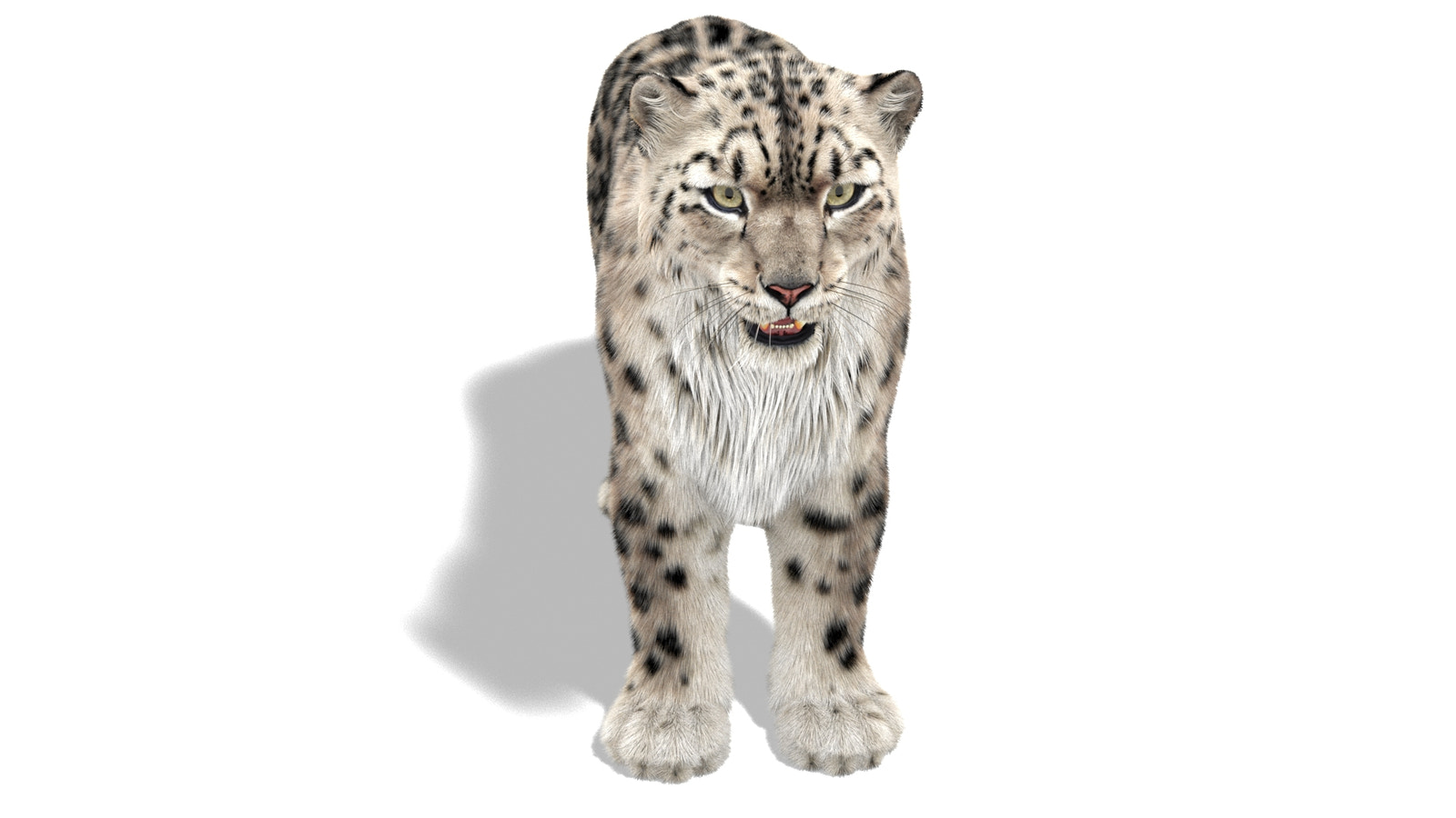 Snow Leopard 3D Model with Ornatrix Fur
