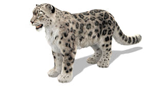 Snow Leopard 3D Model with Ornatrix Fur Thumbnail
