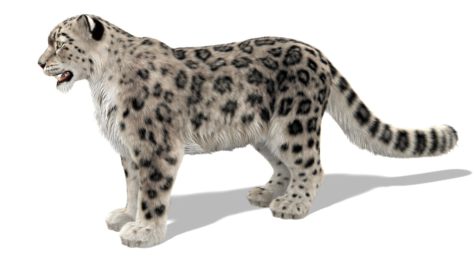 Snow Leopard 3D Model with Ornatrix Fur