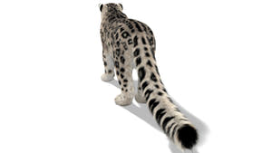 Snow Leopard 3D Model with Ornatrix Fur Thumbnail