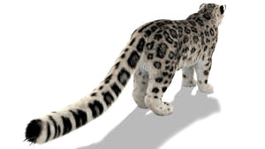 Snow Leopard 3D Model with Ornatrix Fur Thumbnail
