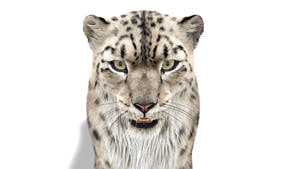 Snow Leopard 3D Model with Ornatrix Fur Thumbnail