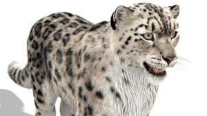 Snow Leopard 3D Model with Ornatrix Fur Thumbnail