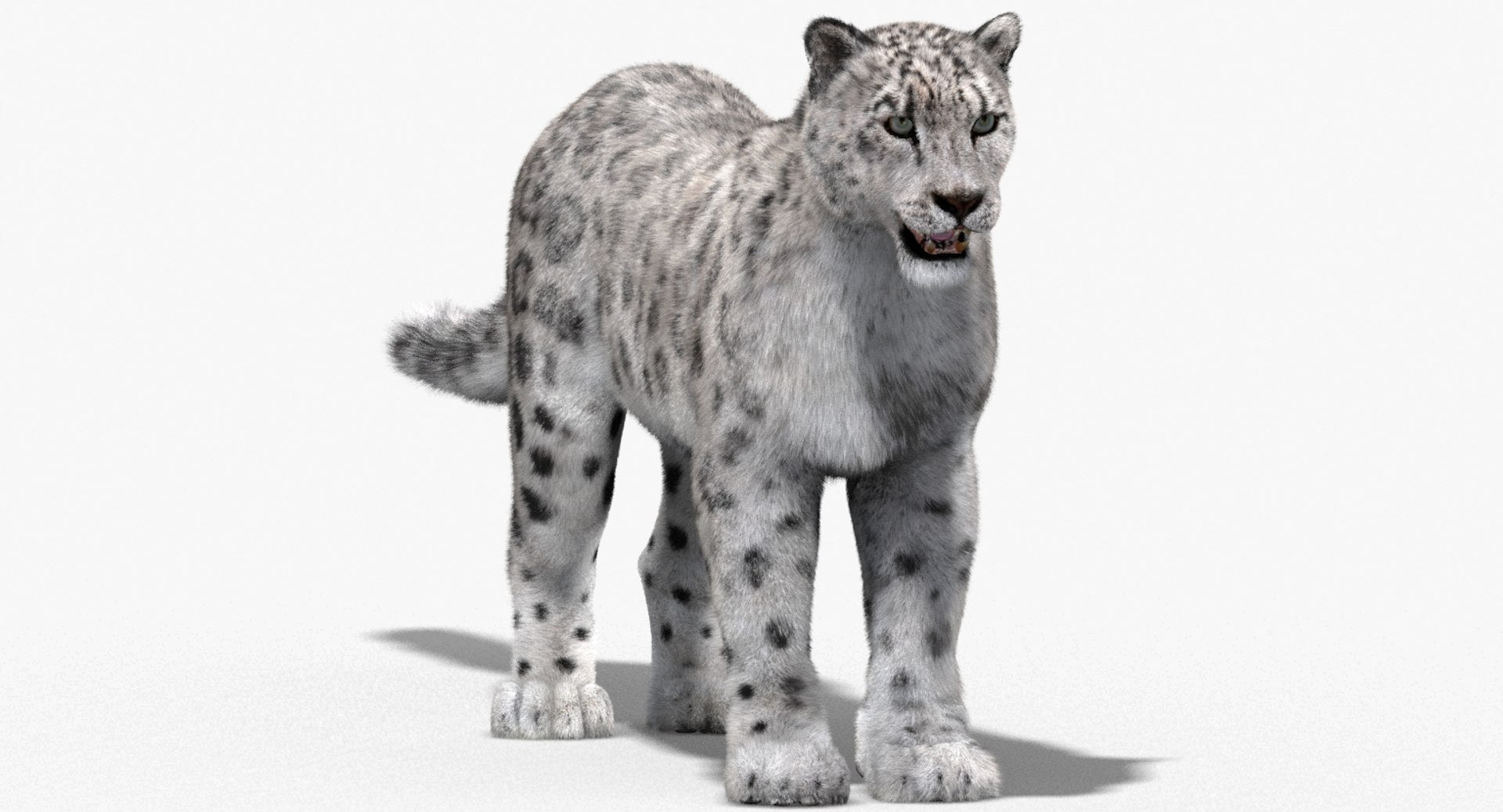 Snow Leopard 3D Model with Fur