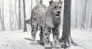 Snow Leopard 3D Model with Fur Thumbnail
