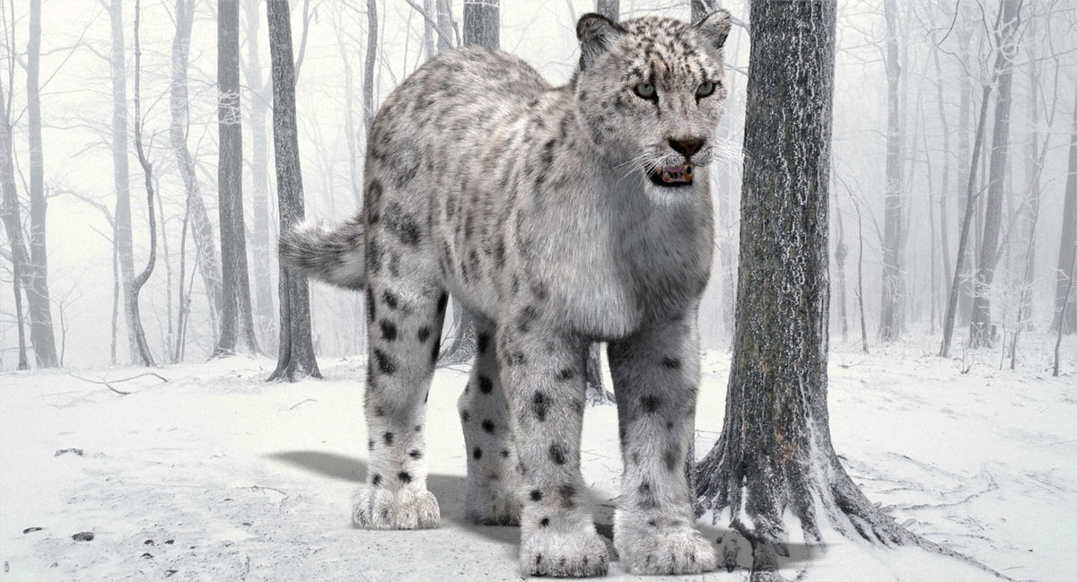 Snow Leopard 3D Model with Fur