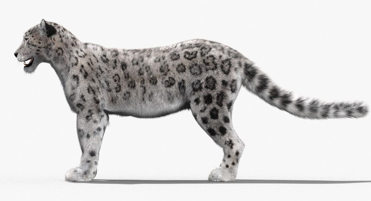 Snow Leopard 3D Model with realistic Fur