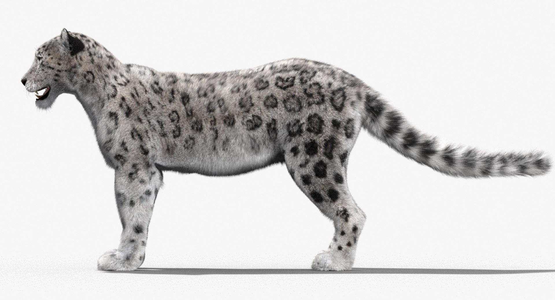 Snow Leopard 3D Model with realistic Fur