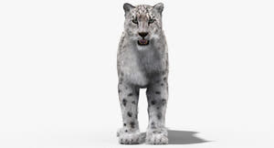 Snow Leopard 3D Model with Fur Thumbnail