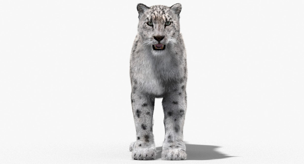Snow Leopard 3D Model with Fur