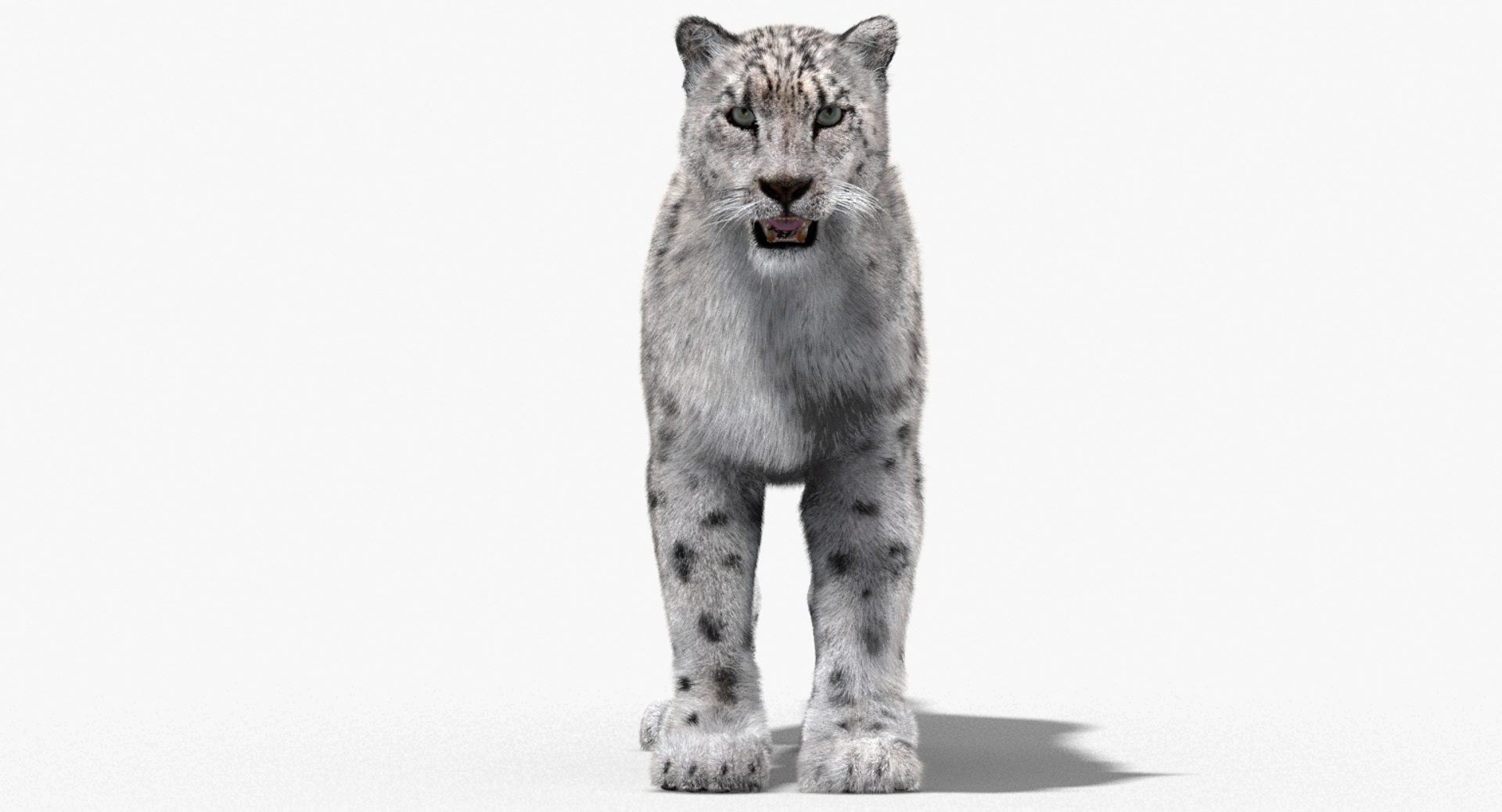 Snow Leopard 3D Model with Fur
