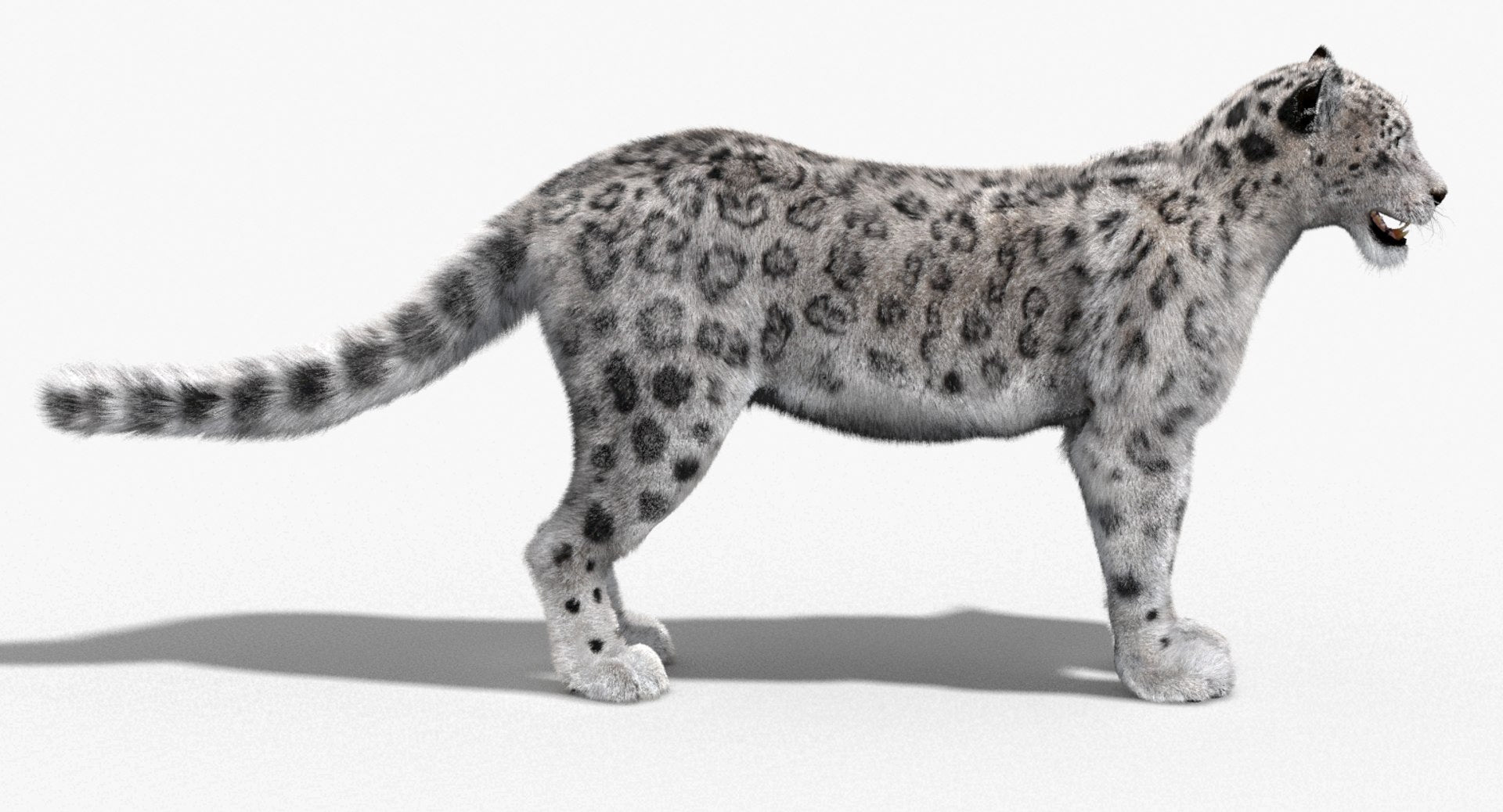 Snow Leopard 3D Model with Fur