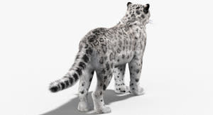 Snow Leopard 3D Model with Fur Thumbnail