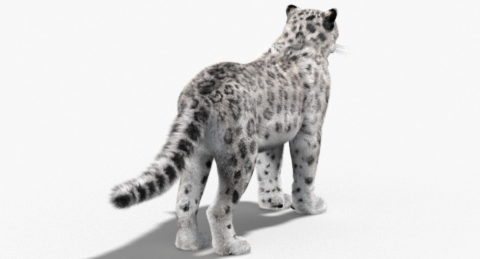 Snow Leopard 3D Model with Fur