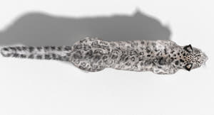 Snow Leopard 3D Model with Fur Thumbnail