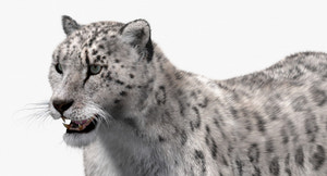 Snow Leopard 3D Model with Fur Thumbnail
