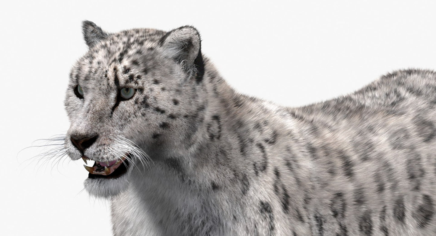 Snow Leopard 3D Model with Fur