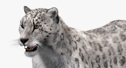 Snow Leopard 3D Model with Fur