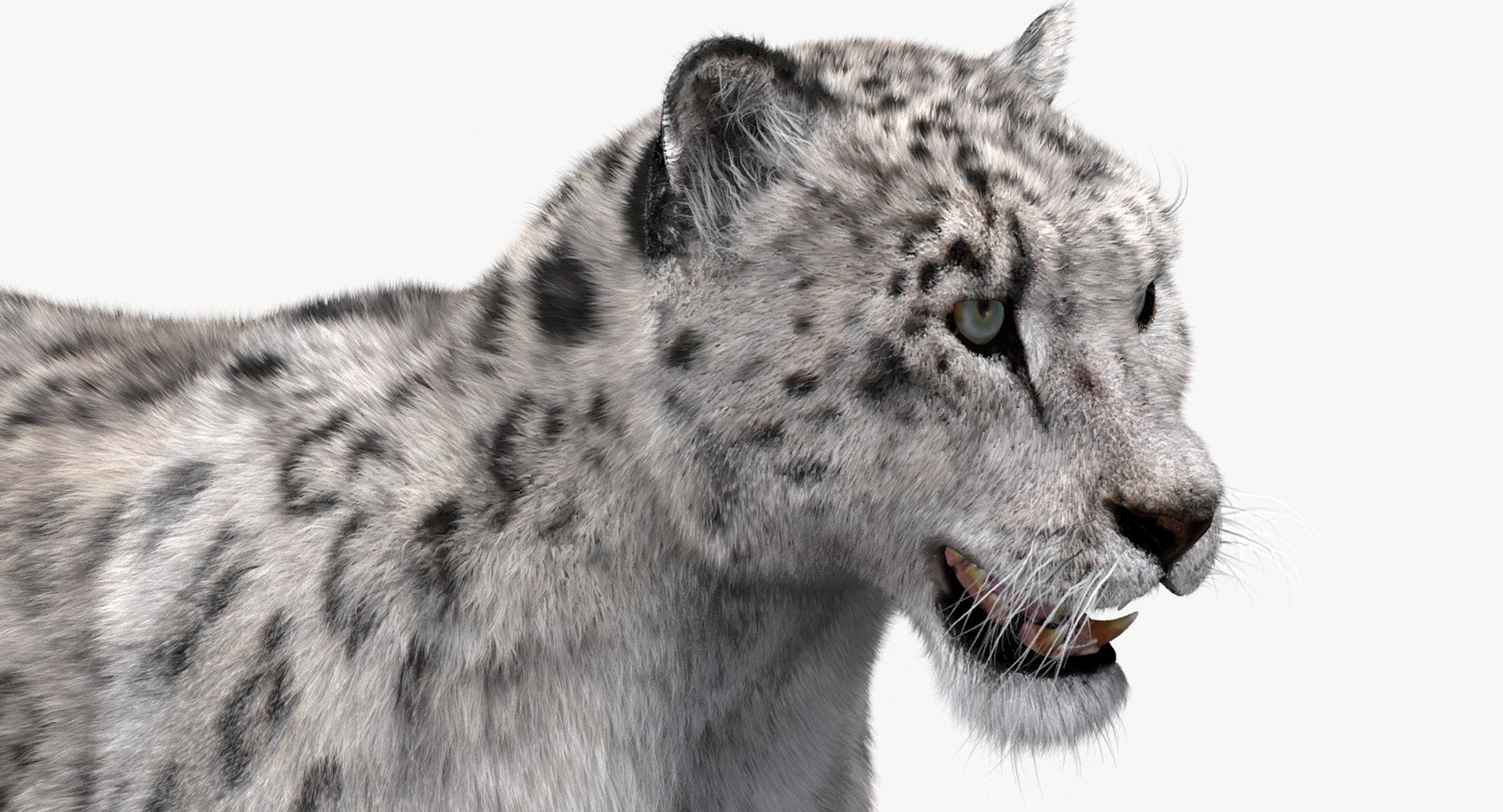 Snow Leopard 3D Model with Fur