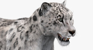 Snow Leopard 3D Model with Fur Thumbnail