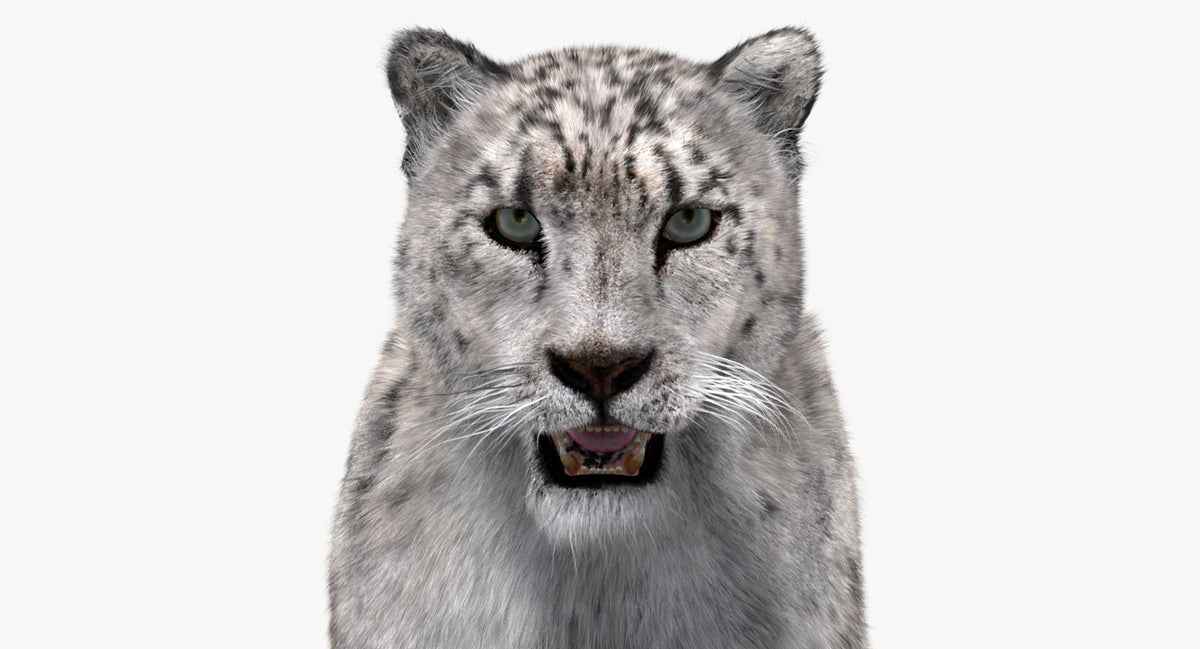 Snow Leopard 3D Model with Fur