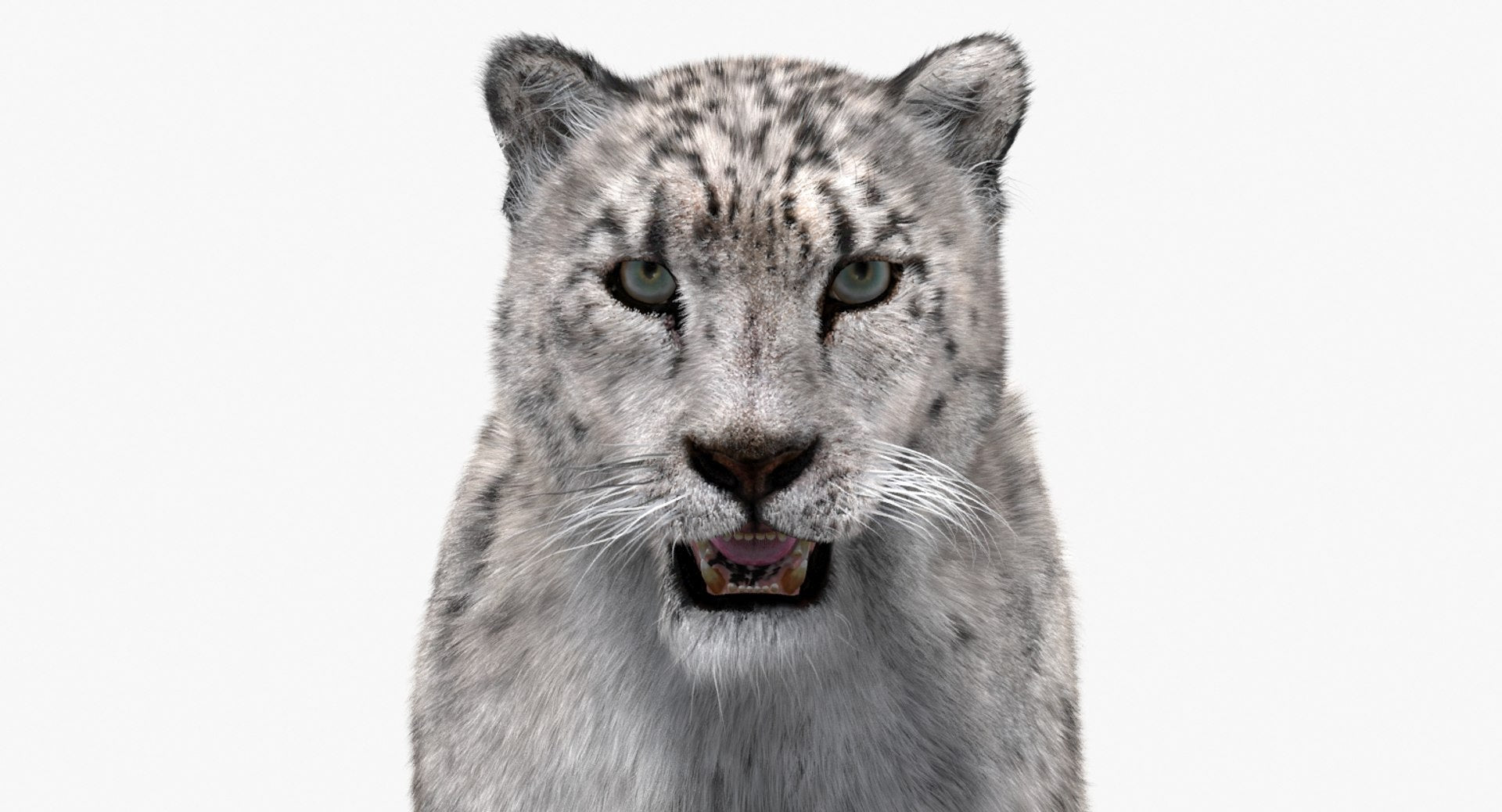 Snow Leopard 3D Model with Fur
