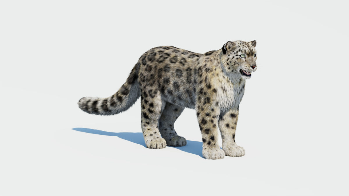 Snow Leopard 3D Model with Hair and Fur - 360 Degree View