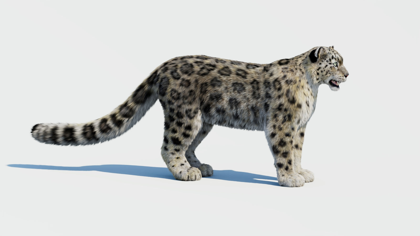 Snow Leopard 3D Model with Fur 360° view 1 frame 4
