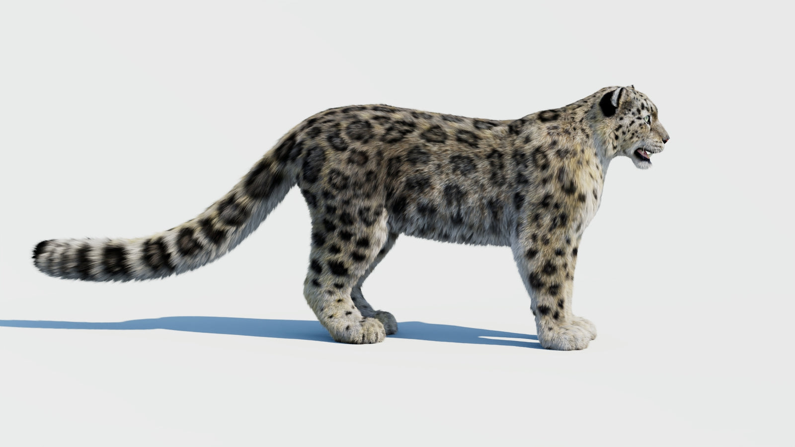 Snow Leopard 3D Model with Fur 360° view 1 frame 5