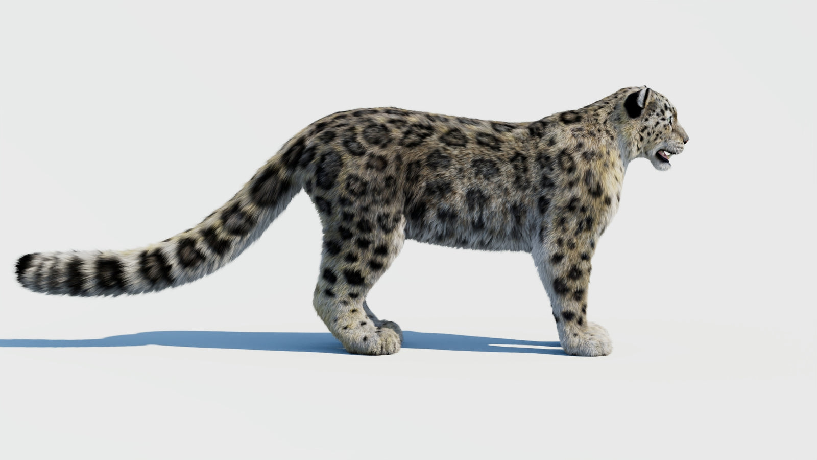 Snow Leopard 3D Model with Fur 360° view 1 frame 6