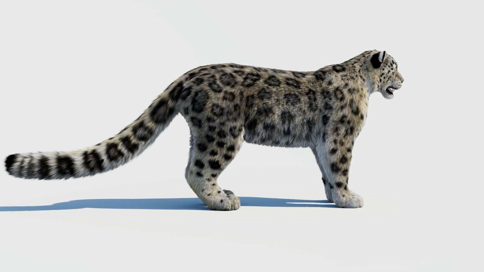 Snow Leopard 3D Model with Fur 360° view 1 frame 7