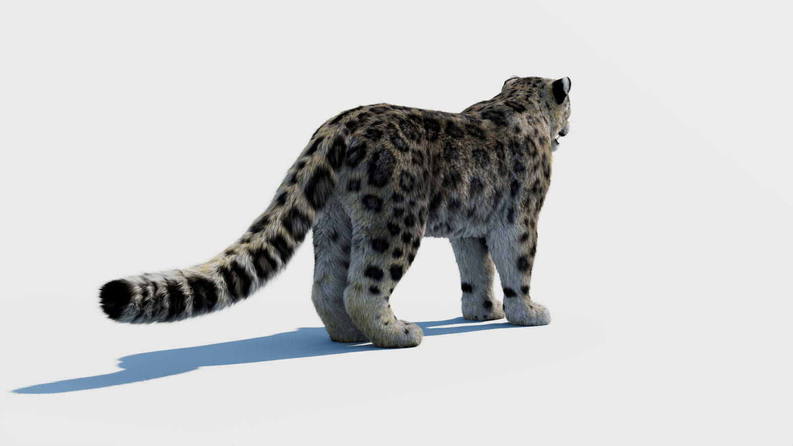 Snow Leopard 3D Model with Fur 360° view 1 frame 11