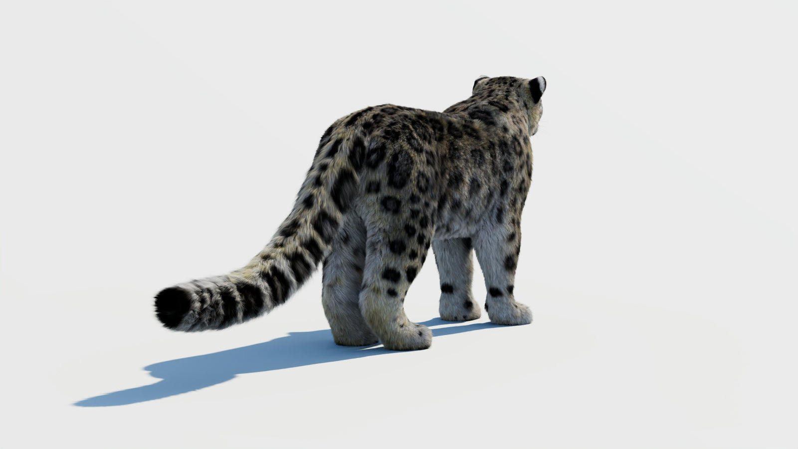 Snow Leopard 3D Model with Fur 360° view 1 frame 12