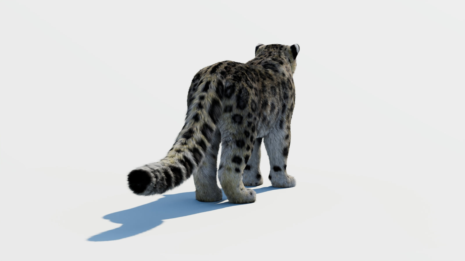 Snow Leopard 3D Model with Fur 360° view 1 frame 13
