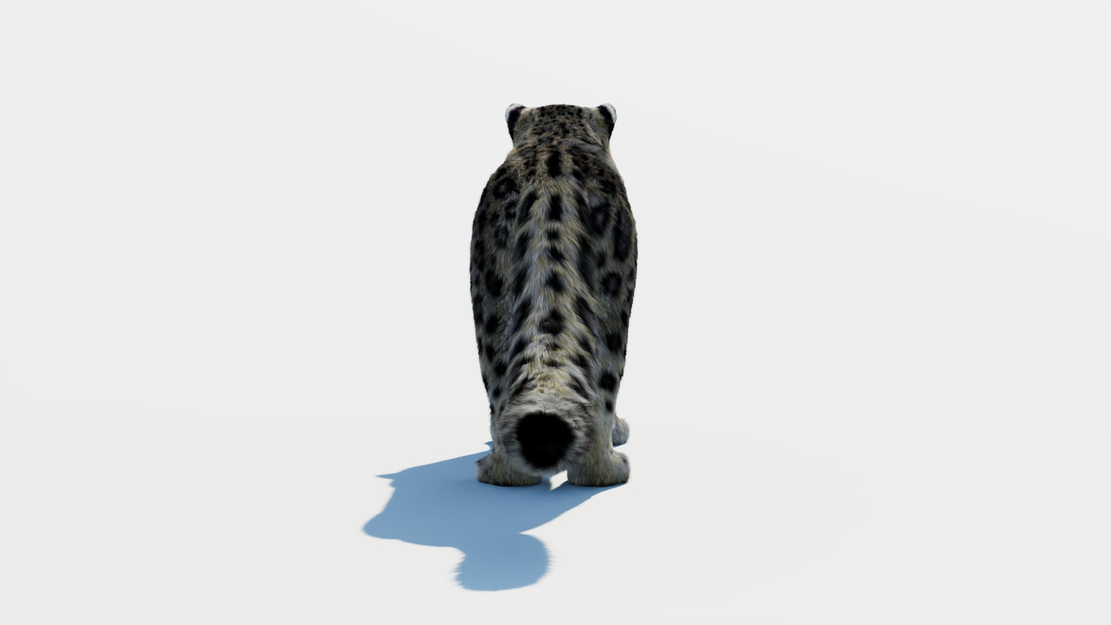 Snow Leopard 3D Model with Fur 360° view 1 frame 15