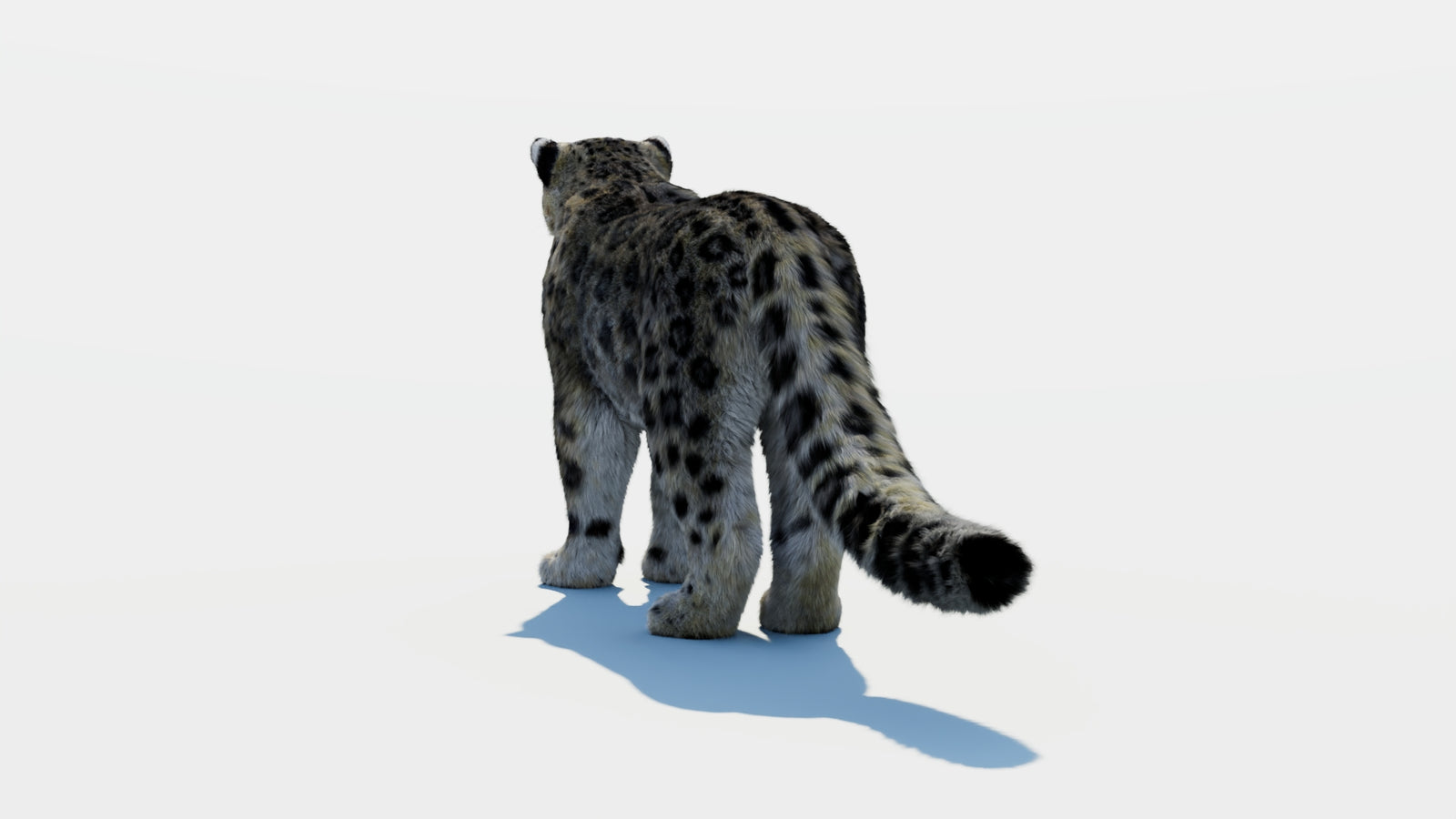Snow Leopard 3D Model with Fur 360° view 1 frame 17