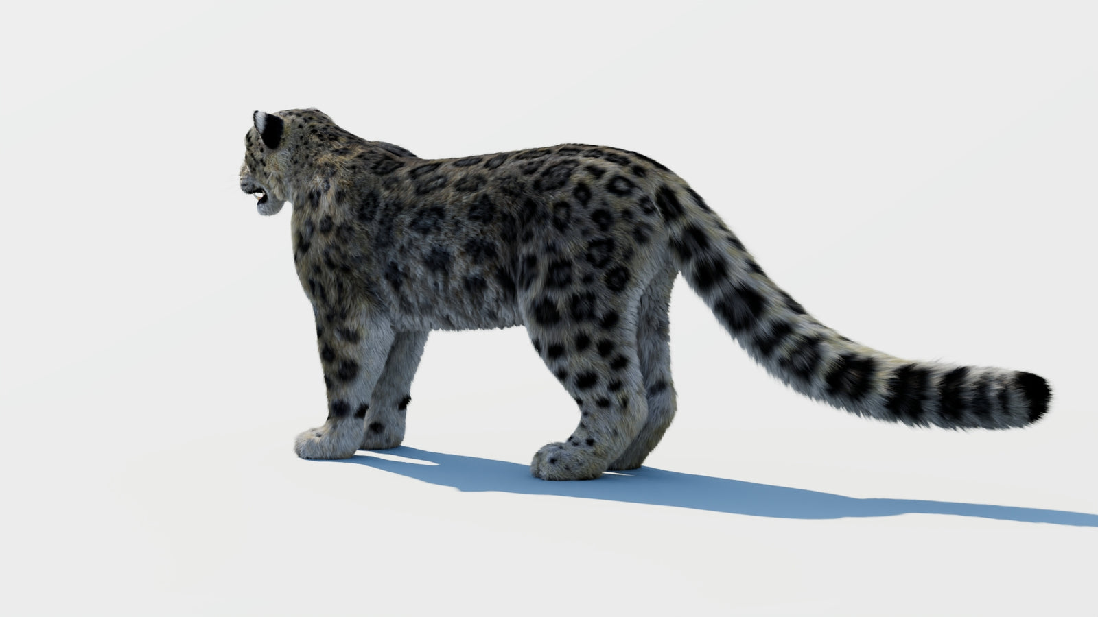 Snow Leopard 3D Model with Fur 360° view 1 frame 21