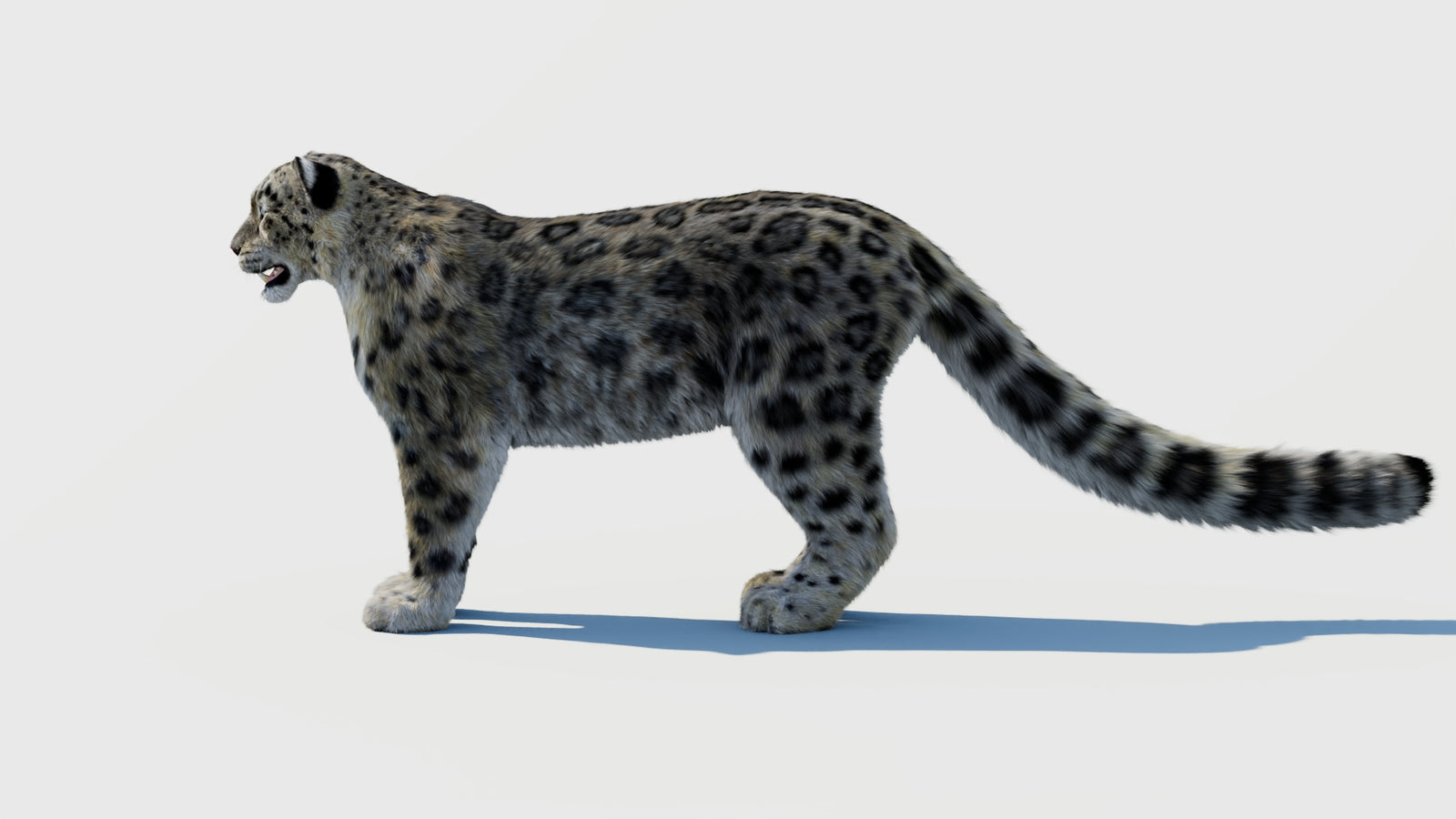 Snow Leopard 3D Model with Fur 360° view 1 frame 24