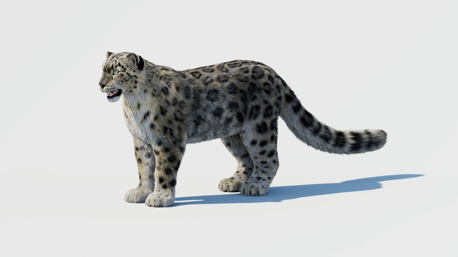 Snow Leopard 3D Model with Fur 360° view 1 frame 28