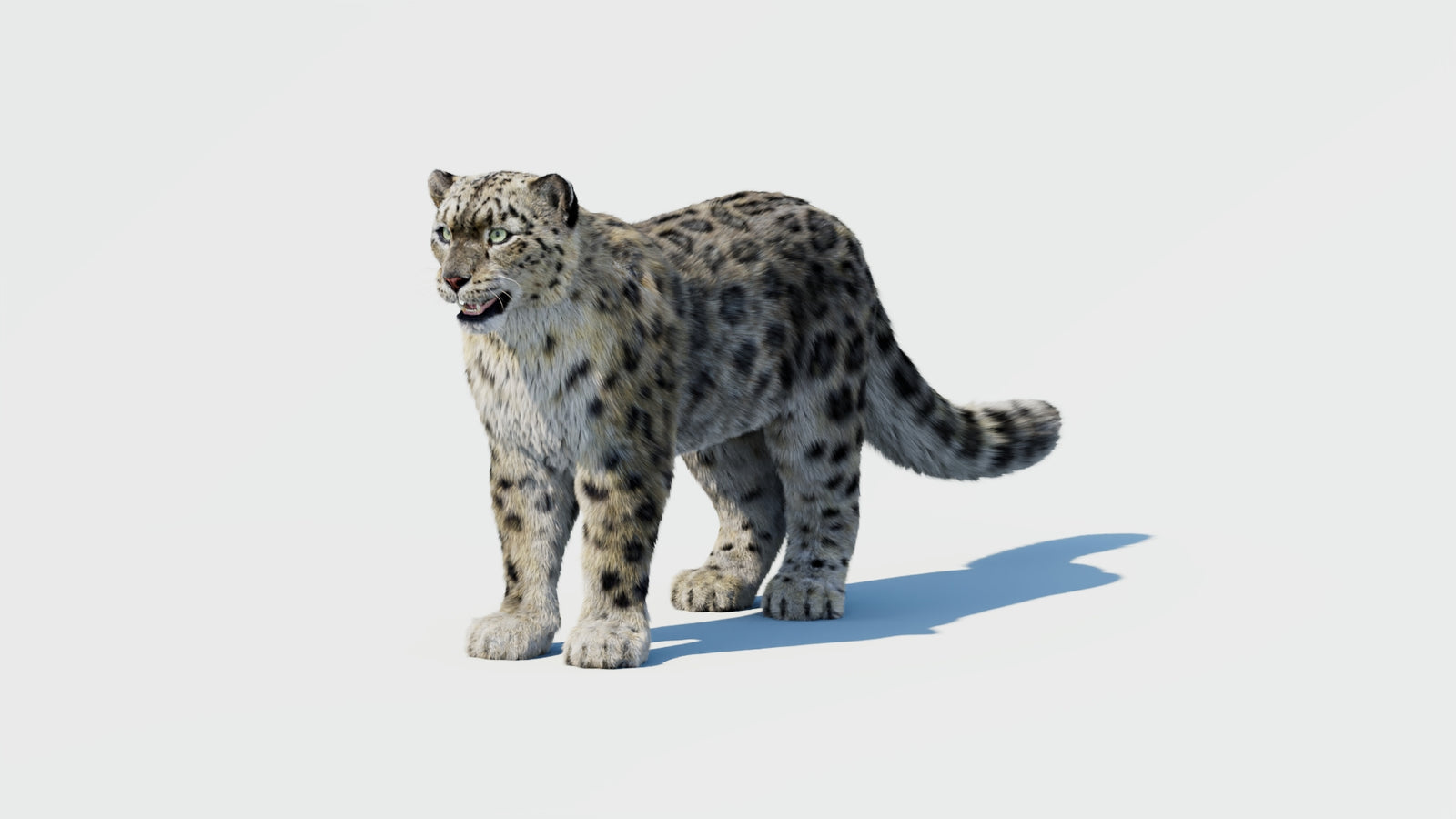 Snow Leopard 3D Model with Fur 360° view 1 frame 30