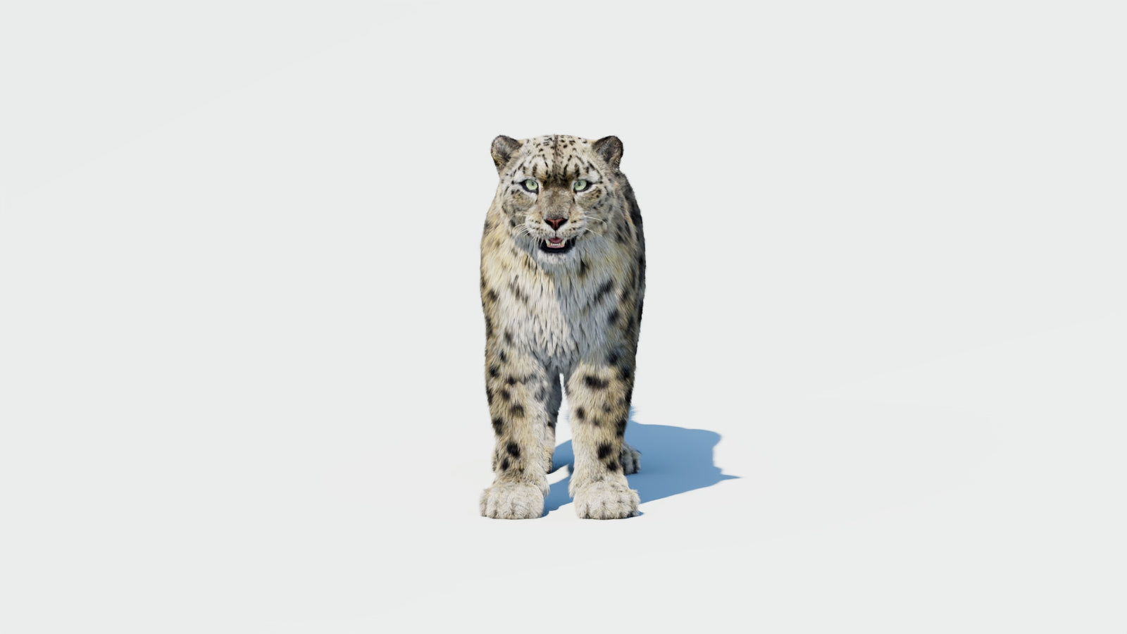 Snow Leopard 3D Model with Fur 360° view 1 frame 33