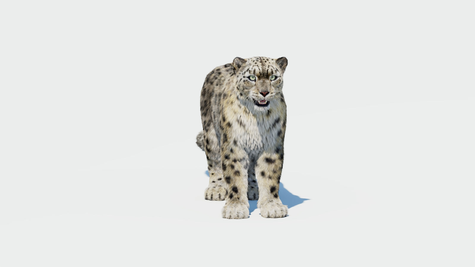 Snow Leopard 3D Model with Fur 360° view 1 frame 34